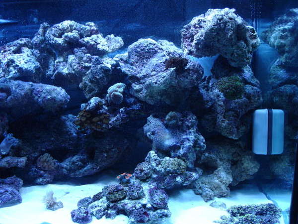 ed,s new reef