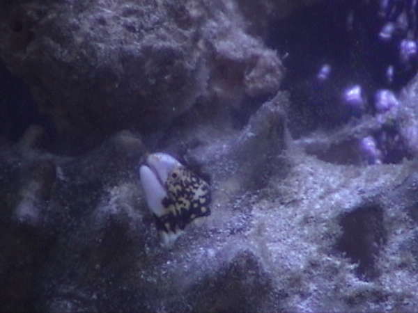 Home Is Where The Conch Is
