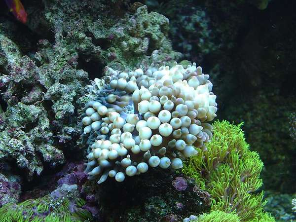BTA