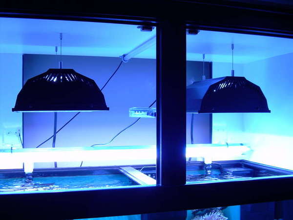 Lighting..Sump..H&amp;S skimmer...Refuge