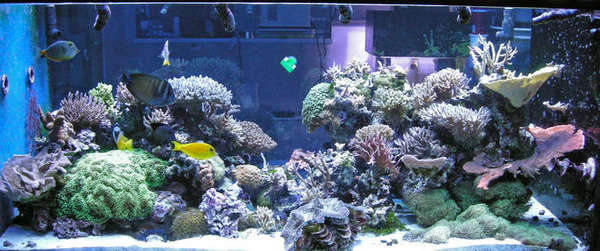Full tank Front