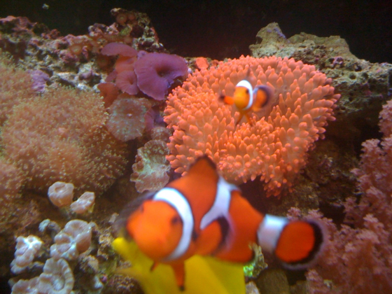 Pair of clown fish