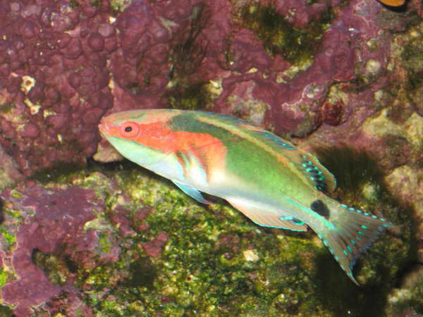Fairy_Wrasses_Feb_2008_18_