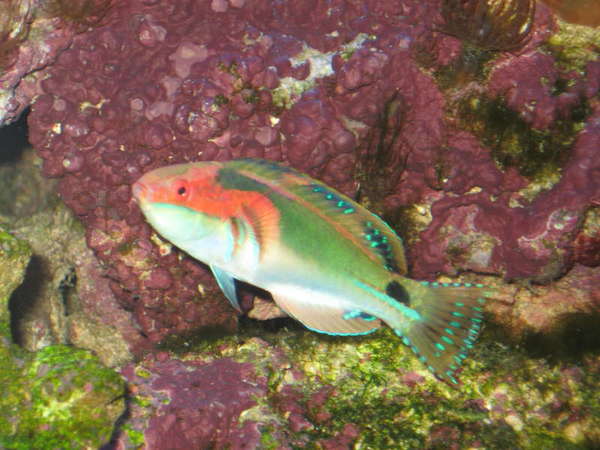 Fairy_Wrasses_Feb_2008_21_