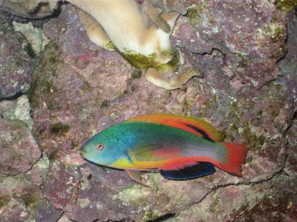 Fairy_Wrasses_Feb_2008_22_