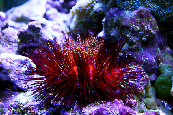 Fire Urchin