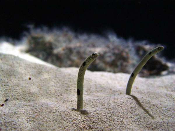 Fish_030_1280_x_960_