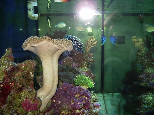 90 Gallon Tank