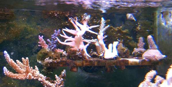 Frags1
