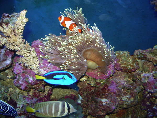 90 Gallon