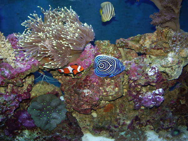 90 Gallon