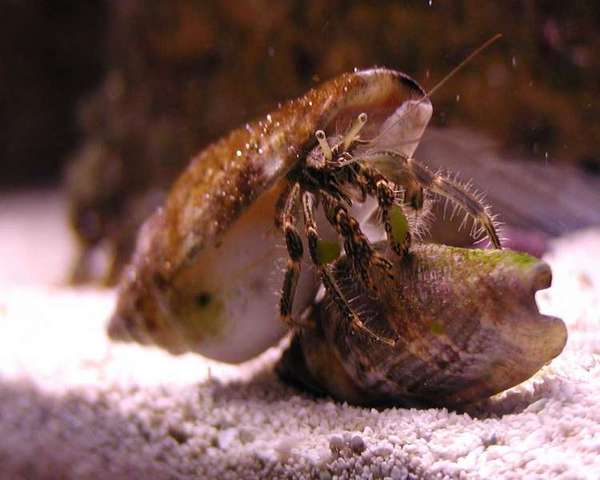 Hermit_Crab