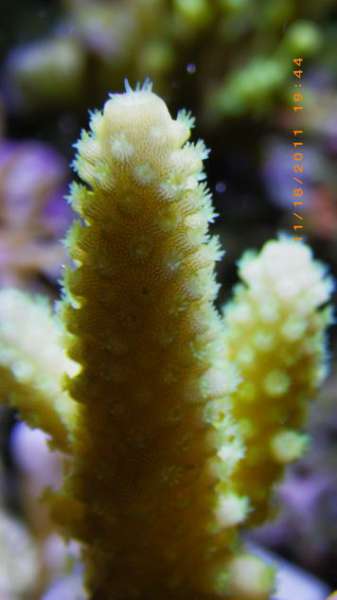Tank corals