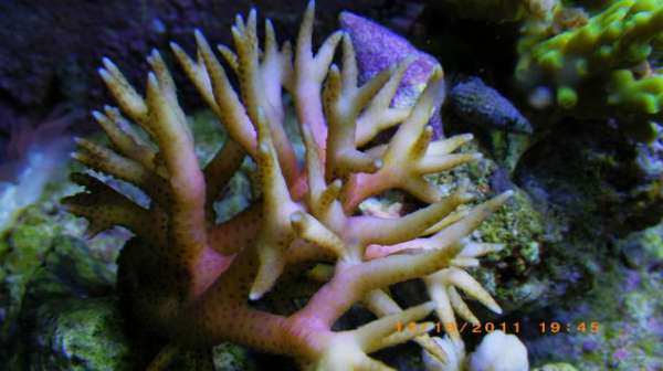 Tank corals