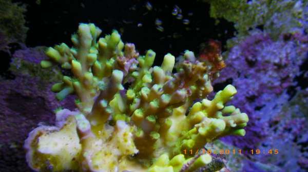 Tank corals