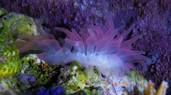 Tank corals