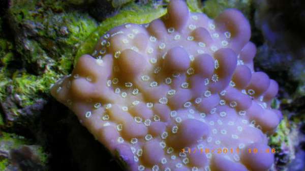 Tank corals