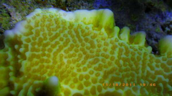 Tank corals