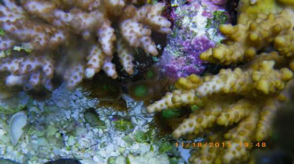 Tank corals