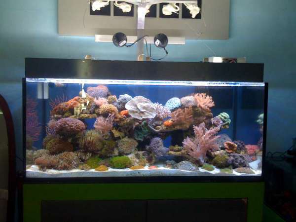 100 Gallon rimless tank