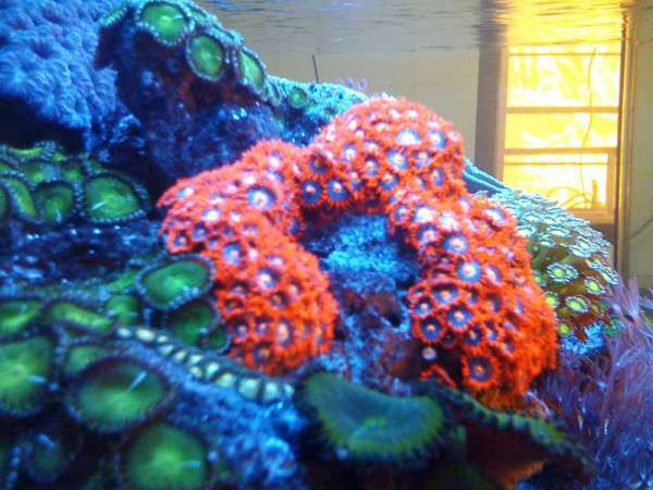 Zoas