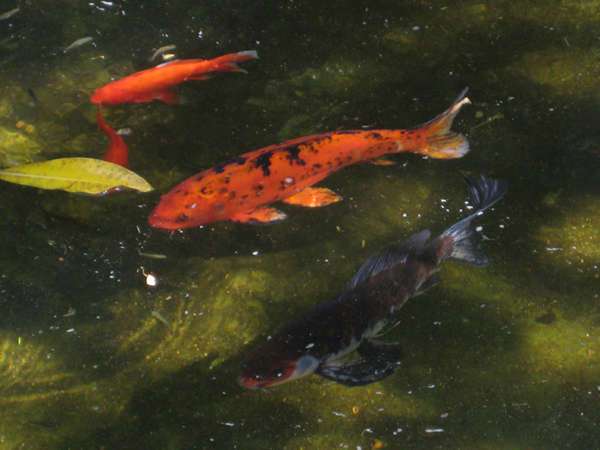 Koi @ The La Brea Tar Pits