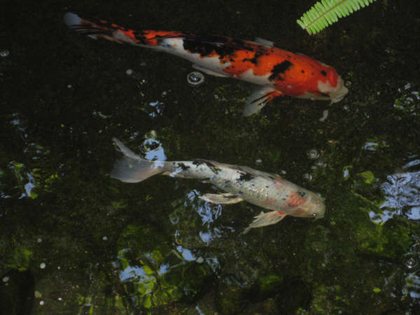 Koi @ The La Brea Tar Pits