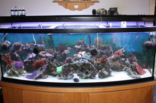 My Tank as of Apr 1 2011