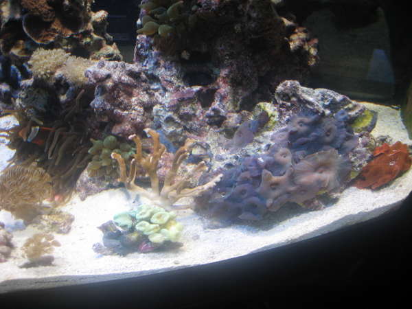 Corals for Sale (sorry for the picture quality!)
