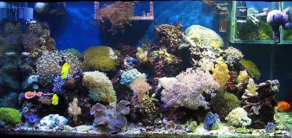 120G Tank Shot
