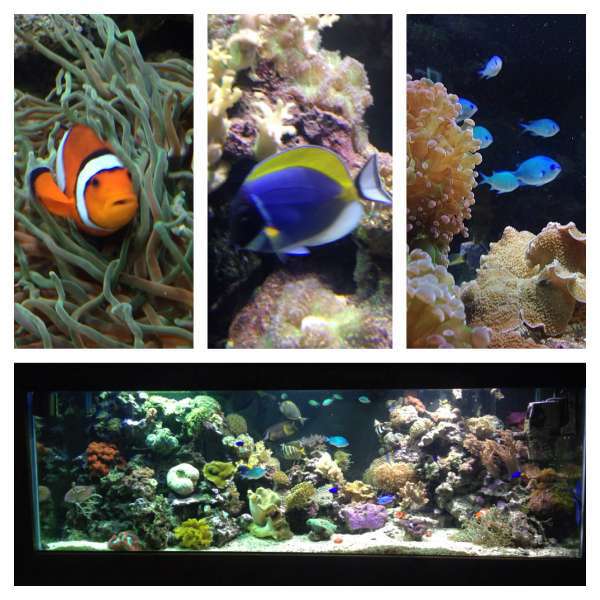 200gal mixed reef