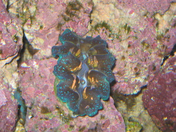 A nice Crocea clam