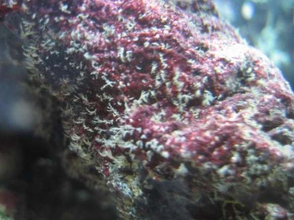 Growth on rock