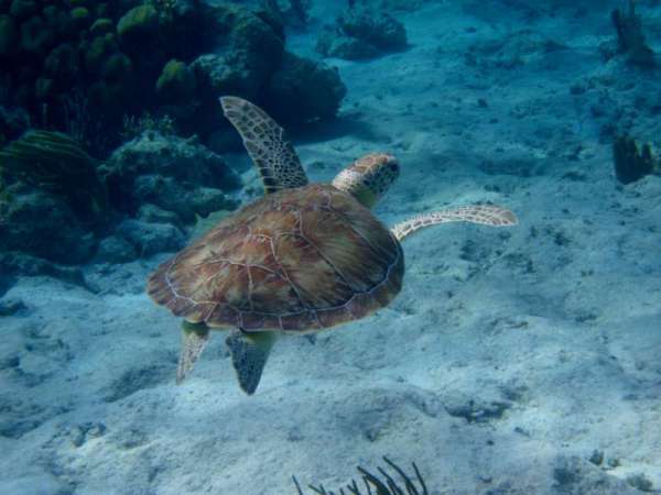 Green Turtle