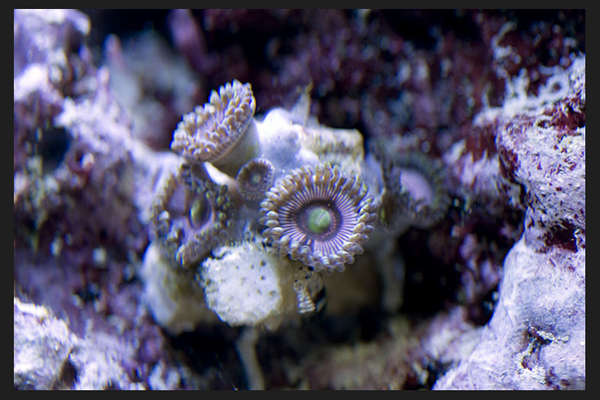 frags