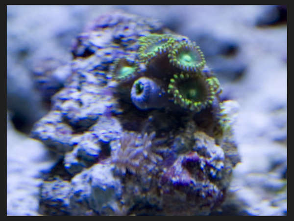 frags