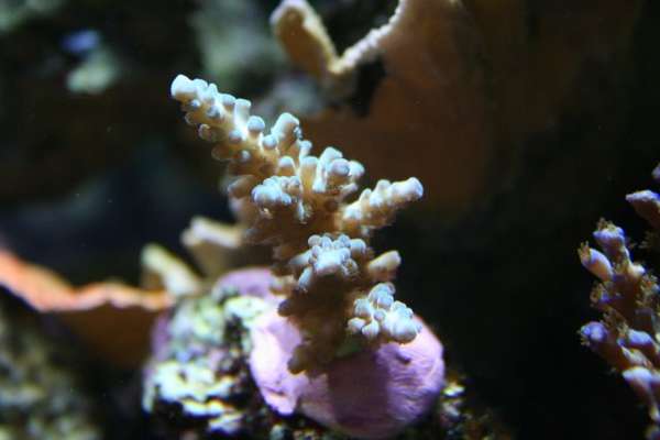 SPS frag