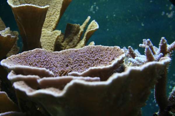 Purple cap