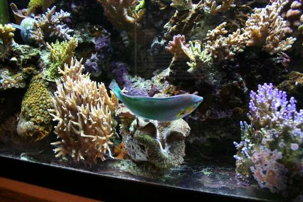 Tailspot Wrasse