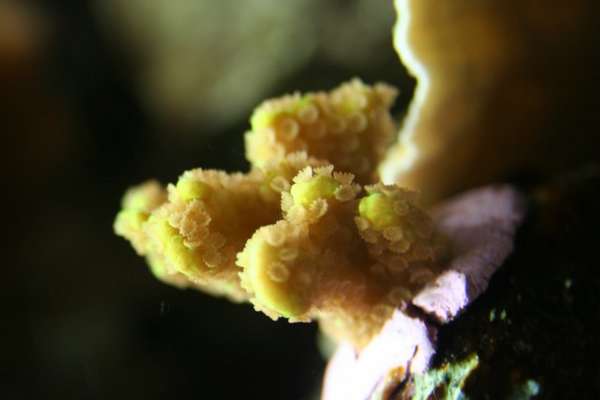 Montipora confusa?