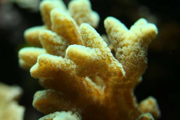 Pocillipora?