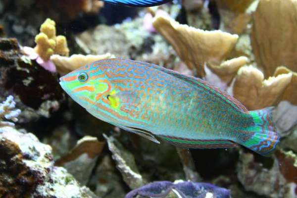 Tailspot Wrasse