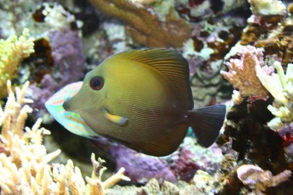 Scopas Tang