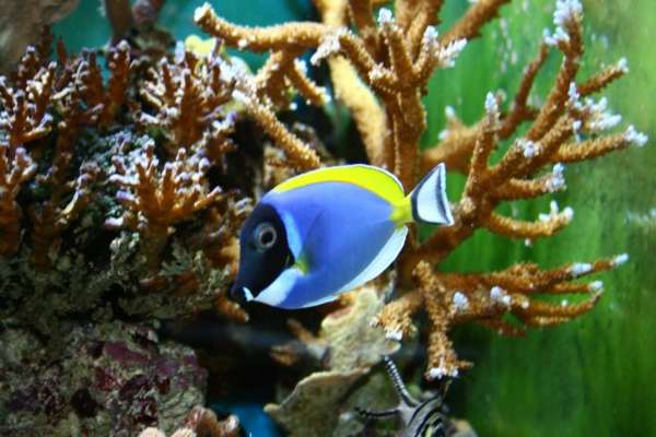 Powder Blue Tang