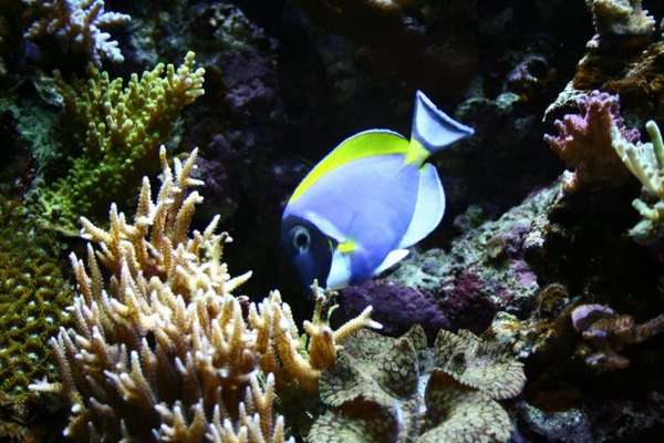 Powder Blue Tang