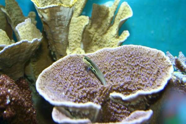 Lined Blenny