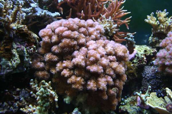 Pocillipora damicornis