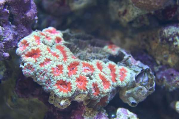 Australian Acanthastrea