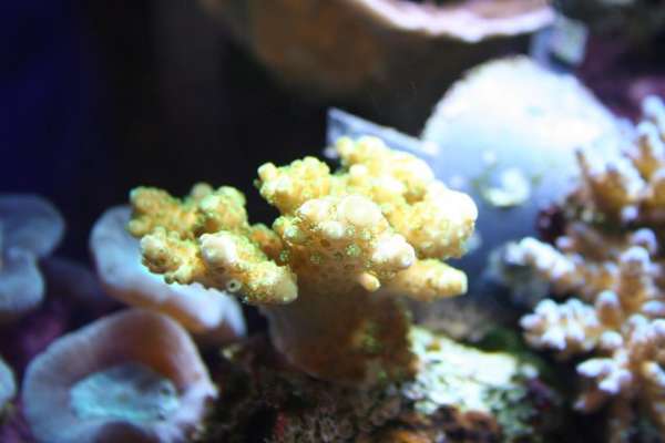 Acropora sp.