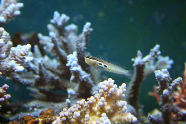Lined Blenny